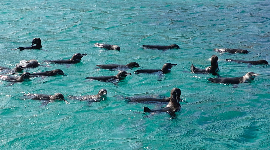 Activities in The Galapagos Islands