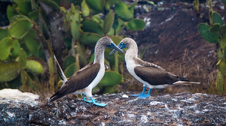 The Amazing Galapagos Islands 