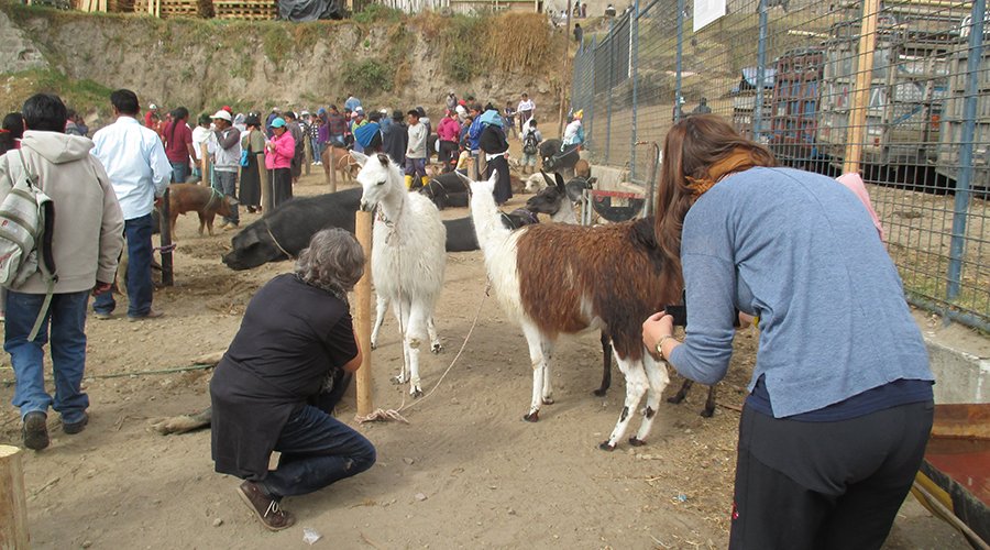 Otavalo Indigenous Market (Day Trip)